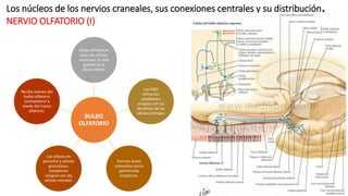 Los núcleos de los nervios craneales, sus conexiones centrales y su distribución.
NERVIO OLFATORIO (I)
BULBO
OLFATORIO
Pos...