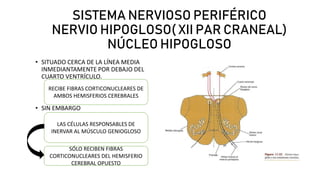 SISTEMA NERVIOSO PERIFÉRICO
NERVIO HIPOGLOSO( XII PAR CRANEAL)
NÚCLEO HIPOGLOSO
• LAS FIBRAS DEL NERVIO
HIPOGLOSO PASAN
AN...