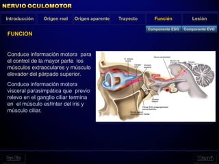 Origen real Origen aparente Función Lesión
Introducción Trayecto
FUNCION
Conduce información motora para
el control de la mayor parte los
músculos extraoculares y músculo
elevador del párpado superior.
Conduce información motora
visceral parasimpática que previo
relevo en el ganglio ciliar termina
en el músculo esfínter del iris y
músculo ciliar.
Componente ESG Componente EVG
 