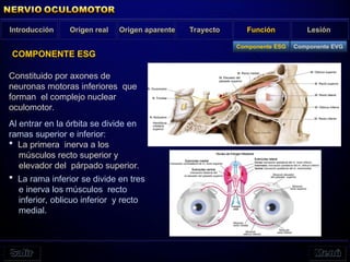 Origen real Origen aparente Función Lesión
Introducción Trayecto
COMPONENTE ESG
Constituido por axones de
neuronas motoras inferiores que
forman el complejo nuclear
oculomotor.
Al entrar en la órbita se divide en
ramas superior e inferior:
 La primera inerva a los
músculos recto superior y
elevador del párpado superior.
 La rama inferior se divide en tres
e inerva los músculos recto
inferior, oblicuo inferior y recto
medial.
Componente EVG
Componente ESG
 