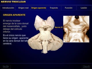 Introducción Origen real Origen aparente Trayecto Función Lesión
El nervio troclear
emerge de la cara dorsal
del mesencéfalo, justo
debajo del colículo
inferior.
Es el único nervio que
tiene su origen aparente
en la cara dorsal del tallo
cerebral.
ORIGEN APARENTE
Nervio IV
 