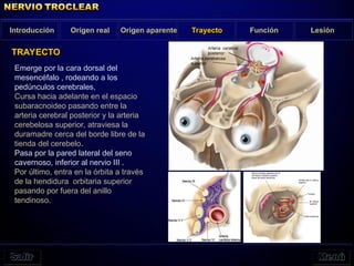 Emerge por la cara dorsal del
mesencéfalo , rodeando a los
pedúnculos cerebrales,
Cursa hacia adelante en el espacio
subaracnoideo pasando entre la
arteria cerebral posterior y la arteria
cerebelosa superior, atraviesa la
duramadre cerca del borde libre de la
tienda del cerebelo.
Pasa por la pared lateral del seno
cavernoso, inferior al nervio III .
Por último, entra en la órbita a través
de la hendidura orbitaria superior
pasando por fuera del anillo
tendinoso.
Introducción Origen real Origen aparente Función Lesión
TRAYECTO
Trayecto
 