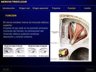El nervio troclear inerva al músculo oblicuo
superior.
Cuando el ojo está en la posición primaria
(mirando de frente), la contracción del
músculo oblicuo superior produce
depresión y torsión externa.
Introducción Origen real Origen aparente Función Lesión
FUNCION
Trayecto
 
