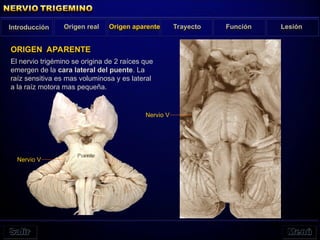 El nervio trigémino se origina de 2 raíces que
emergen de la cara lateral del puente. La
raíz sensitiva es mas voluminosa y es lateral
a la raíz motora mas pequeña.
ORIGEN APARENTE
Puente
Nervio V
Nervio V
Introducción Origen real Origen aparente Trayecto Función Lesión
 
