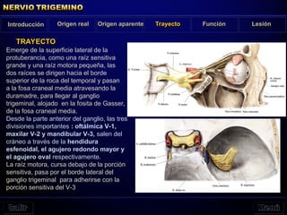 Emerge de la superficie lateral de la
protuberancia, como una raíz sensitiva
grande y una raíz motora pequeña, las
dos raíces se dirigen hacia el borde
superior de la roca del temporal y pasan
a la fosa craneal media atravesando la
duramadre, para llegar al ganglio
trigeminal, alojado en la fosita de Gasser,
de la fosa craneal media.
Desde la parte anterior del ganglio, las tres
divisiones importantes : oftálmica V-1,
maxilar V-2 y mandibular V-3, salen del
cráneo a través de la hendidura
esfenoidal, el agujero redondo mayor y
el agujero oval respectivamente.
La raíz motora, cursa debajo de la porción
sensitiva, pasa por el borde lateral del
ganglio trigeminal para adherirse con la
porción sensitiva del V-3
TRAYECTO
Introducción Origen real Origen aparente Trayecto Función Lesión
 