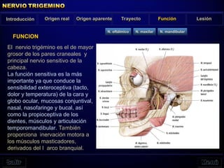 El nervio trigémino es el de mayor
grosor de los pares craneales y
principal nervio sensitivo de la
cabeza.
La función sensitiva es la más
importante ya que conduce la
sensibilidad exteroceptiva (tacto,
dolor y temperatura) de la cara y
globo ocular, mucosas conjuntival,
nasal, nasofaringe y bucal, así
como la propioceptiva de los
dientes, músculos y articulación
temporomandibular. También
proporciona inervación motora a
los músculos masticadores,
derivados del I arco branquial.
FUNCION
N. oftálmico N. maxilar N. mandibular
Introducción Origen real Origen aparente Trayecto Función Lesión
 