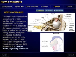 NERVIO OFTALMICO
Introducción Origen real Origen aparente Trayecto Función Lesión
N. oftálmico N. maxilar N. mandibular
La información exteroceptiva
general como el tacto,
presión, dolor y temperatura
provenientes de la parte
anterior del cuero cabelludo,
del párpado superior , córnea,
esclera, piel de frente, piel de
nariz y mucosa nasal; son
conducidos desde los
receptores sensitivos de la
periferia hacia los núcleos
sensitivos del trigémino por
tres divisiones mayores de la
rama oftálmica: nervios
frontal, lagrimal y nasociliar.
 