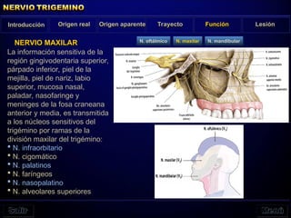 NERVIO MAXILAR
Introducción Origen real Origen aparente Trayecto Función Lesión
N. oftálmico N. maxilar N. mandibular
La información sensitiva de la
región gingivodentaria superior,
párpado inferior, piel de la
mejilla, piel de nariz, labio
superior, mucosa nasal,
paladar, nasofaringe y
meninges de la fosa craneana
anterior y media, es transmitida
a los núcleos sensitivos del
trigémino por ramas de la
división maxilar del trigémino:
 N. infraorbitario
 N. cigomático
 N. palatinos
 N. faríngeos
 N. nasopalatino
 N. alveolares superiores
 