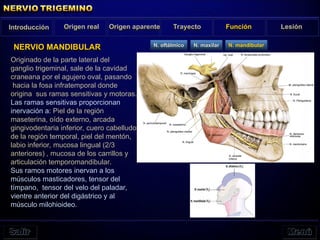 NERVIO MANDIBULAR
Introducción Origen real Origen aparente Trayecto Función Lesión
N. oftálmico N. maxilar N. mandibular
Originado de la parte lateral del
ganglio trigeminal, sale de la cavidad
craneana por el agujero oval, pasando
hacia la fosa infratemporal donde
origina sus ramas sensitivas y motoras.
Las ramas sensitivas proporcionan
inervación a: Piel de la región
maseterina, oído externo, arcada
gingivodentaria inferior, cuero cabelludo
de la región temporal, piel del mentón,
labio inferior, mucosa lingual (2/3
anteriores) , mucosa de los carrillos y
articulación temporomandibular.
Sus ramos motores inervan a los
músculos masticadores, tensor del
tímpano, tensor del velo del paladar,
vientre anterior del digástrico y al
músculo milohioideo.
 