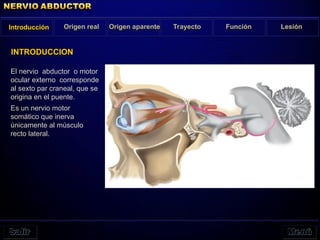 El nervio abductor o motor
ocular externo corresponde
al sexto par craneal, que se
origina en el puente.
Es un nervio motor
somático que inerva
únicamente al músculo
recto lateral.
Introducción Origen real Origen aparente Trayecto Función Lesión
INTRODUCCION
 