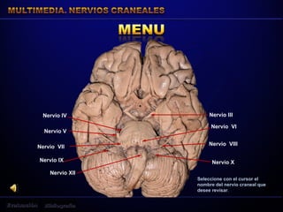 Nervio III
Nervio IV
Seleccione con el cursor el
nombre del nervio craneal que
desee revisar.
Nervio V
Nervio VI
Nervio VII
Nervio VIII
Nervio IX Nervio X
Nervio XII
 