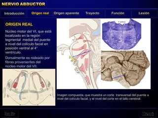 Núcleo motor del VI, que está
localizado en la región
tegmental medial del puente
a nivel del colículo facial en
posición ventral al 4°
ventrículo.
Dorsalmente es rodeado por
fibras provenientes del
núcleo motor del VII.
ORIGEN REAL
Imagen compuesta, que muestra un corte transversal del puente a
nivel del colículo facial, y el nivel del corte en el tallo cerebral.
Introducción Origen real Origen aparente Trayecto Función Lesión
 