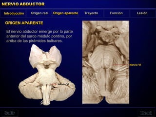 El nervio abductor emerge por la parte
anterior del surco médulo pontino, por
arriba de las pirámides bulbares.
ORIGEN APARENTE
Nervio VI
Nervio VI
Introducción Origen real Origen aparente Trayecto Función Lesión
 
