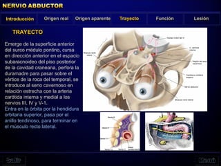Emerge de la superficie anterior
del surco médulo pontino, cursa
en dirección anterior en el espacio
subaracnoideo del piso posterior
de la cavidad craneana, perfora la
duramadre para pasar sobre el
vértice de la roca del temporal, se
introduce al seno cavernoso en
relación estrecha con la arteria
carótida interna y medial a los
nervios III, IV y V-1.
Entra en la órbita por la hendidura
orbitaria superior, pasa por el
anillo tendinoso, para terminar en
el músculo recto lateral.
TRAYECTO
Introducción Origen real Origen aparente Trayecto Función Lesión
 