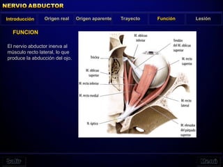 El nervio abductor inerva al
músculo recto lateral, lo que
produce la abducción del ojo.
FUNCION
Introducción Origen real Origen aparente Trayecto Función Lesión
 