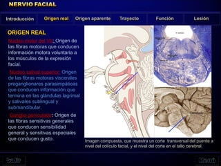Núcleo motor del VII: Origen de
las fibras motoras que conducen
información motora voluntaria a
los músculos de la expresión
facial.
Núcleo salival superior: Origen
de las fibras motoras viscerales
preganglionares parasimpáticas
que conducen información que
termina en las glándulas lagrimal
y salivales sublingual y
submandibular.
Ganglio geniculado: Origen de
las fibras sensitivas generales
que conducen sensibilidad
general y sensitivas especiales
que conducen gusto.
Introducción Origen real Origen aparente Trayecto Función Lesión
ORIGEN REAL
Imagen compuesta, que muestra un corte transversal del puente a
nivel del colículo facial, y el nivel del corte en el tallo cerebral.
 