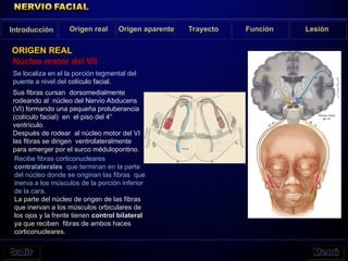 Núcleo motor del VII
Se localiza en el la porción tegmental del
puente a nivel del colículo facial.
Sus fibras cursan dorsomedialmente
rodeando al núcleo del Nervio Abducens
(VI) formando una pequeña protuberancia
(colículo facial) en el piso del 4°
ventrículo.
Después de rodear al núcleo motor del VI
las fibras se dirigen ventrolateralmente
para emerger por el surco médulopontino.
Introducción Origen real Origen aparente Trayecto Función Lesión
ORIGEN REAL
Recibe fibras corticonucleares
contralaterales que terminan en la parte
del núcleo donde se originan las fibras que
inerva a los músculos de la porción inferior
de la cara.
La parte del núcleo de origen de las fibras
que inervan a los músculos orbiculares de
los ojos y la frente tienen control bilateral
ya que reciben fibras de ambos haces
corticonucleares.
 