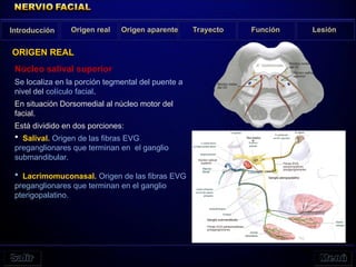 Núcleo salival superior
Se localiza en la porción tegmental del puente a
nivel del colículo facial.
En situación Dorsomedial al núcleo motor del
facial.
Está dividido en dos porciones:
 Salival. Origen de las fibras EVG
preganglionares que terminan en el ganglio
submandibular.
 Lacrimomuconasal. Origen de las fibras EVG
preganglionares que terminan en el ganglio
pterigopalatino.
Introducción Origen real Origen aparente Trayecto Función Lesión
ORIGEN REAL
 