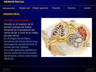 Ganglio geniculado
Situado en el espesor de la
porción petrosa del hueso
temporal en el acueducto del
nervio facial a nivel de la rodilla
de este nervio.
Es el origen de las fibras
sensitivas del nervio facial cuya
prolongación central termina el
núcleo del haz solitario.
Las prolongaciones periféricas
forman parte del nervio cuerda
del tímpano y de la rama mayor
del facial.
Introducción Origen real Origen aparente Trayecto Función Lesión
ORIGEN REAL
 