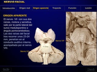 El nervio VII con sus dos
raíces, motora y sensitiva,
sale por la parte lateral del
surco medulopontino o
ángulo pontocerebeloso.
Las dos raíces del facial
tras recorrer unos 23-24
mm, penetran en el
conducto auditivo interno,
acompañado por el nervio
VIII.
Introducción Origen real Origen aparente Trayecto Función Lesión
ORIGEN APARENTE
Puente
Nervio VII
Nervio VII
 