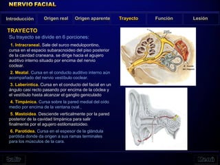 Su trayecto se divide en 6 porciones:
1. Intracraneal. Sale del surco medulopontino,
cursa en el espacio subaracnoideo del piso posterior
de la cavidad craneana, se dirige hacia el agujero
auditivo interno situado por encima del nervio
coclear.
2. Meatal. Cursa en el conducto auditivo interno aún
acompañado del nervio vestíbulo coclear.
3. Laberíntica. Cursa en el conducto del facial en un
ángulo casi recto pasando por encima de la cóclea y
el vestíbulo hasta alcanzar el ganglio geniculado
4. Timpánica. Cursa sobre la pared medial del oído
medio por encima de la ventana oval.
5. Mastoidea. Desciende verticalmente por la pared
posterior de la cavidad timpánica para salir
finalmente por el agujero estilomastoideo.
6. Parotídea. Cursa en el espesor de la glándula
parótida donde da origen a sus ramas terminales
para los músculos de la cara.
Origen real Origen aparente Trayecto Función Lesión
TRAYECTO
Introducción
 