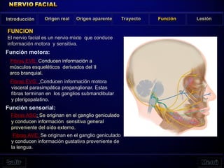 Origen real Origen aparente Trayecto Función Lesión
FUNCION
Introducción
El nervio facial es un nervio mixto que conduce
información motora y sensitiva.
Función motora:
Fibras EVE: Conducen información a
músculos esqueléticos derivados del II
arco branquial.
Fibras EVG: Conducen información motora
visceral parasimpática preganglionar. Estas
fibras terminan en los ganglios submandibular
y pterigopalatino.
Función sensorial:
Fibras ASG: Se originan en el ganglio geniculado
y conducen información sensitiva general
proveniente del oído externo.
Fibras AVE: Se originan en el ganglio geniculado
y conducen información gustativa proveniente de
la lengua.
 