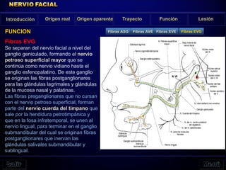 Fibras EVG
Se separan del nervio facial a nivel del
ganglio geniculado, formando el nervio
petroso superficial mayor que se
continúa como nervio vidiano hasta el
ganglio esfenopalatino. De este ganglio
se originan las fibras postganglionares
para las glándulas lagrimales y glándulas
de la mucosa nasal y palatinas.
Las fibras preganglionares que no cursan
con el nervio petroso superficial, forman
parte del nervio cuerda del tímpano que
sale por la hendidura petrotimpánica y
que en la fosa infratemporal, se unen al
nervio lingual, para terminar en el ganglio
submandibular del cual se originan fibras
postganglionares que inervan las
glándulas salivales submandibular y
sublingual.
Origen real Origen aparente Trayecto Función Lesión
FUNCION
Introducción
Fibras ASG Fibras AVE Fibras EVE Fibras EVG
 