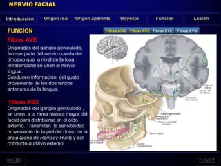 Fibras AVE
Originadas del ganglio geniculado,
forman parte del nervio cuerda del
tímpano que a nivel de la fosa
infratemporal se unen al nervio
lingual.
Conducen información del gusto
proveniente de los dos tercios
anteriores de la lengua.
Fibras ASG
Originadas del ganglio geniculado ,
se unen a la rama motora mayor del
facial para distribuirse en el oído
externo. Transmiten la sensibilidad
proveniente de la piel del dorso de la
oreja (zona de Ramsay-Hunt) y del
conducto auditivo externo.
Origen real Origen aparente Trayecto Función Lesión
FUNCION
Introducción
Fibras ASG Fibras AVE Fibras EVE Fibras EVG
 