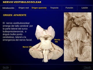 El nervio vestibulococlear
emerge del tallo cerebral por
la parte lateral del surco
bulboprotuberancial, o
ángulo bulbo ponto
cerebeloso, lateral a la
emergencia del nervio facial.
Introducción Origen real Origen aparente Trayecto Función Lesión
ORIGEN APARENTE
Nervio VIII
Nervio
VIII
 