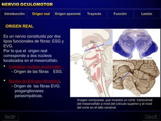 Introducción Origen real Trayecto Función Lesión
Es un nervio constituido por dos
tipos funcionales de fibras: ESG y
EVG.
Por lo que el origen real
corresponde a dos núcleos
localizados en el mesencéfalo.
 Complejo nuclear oculomotor
- Origen de las fibras ESG.
 Núcleo de Edinger-Westphal,
- Origen de las fibras EVG.
preganglionares
parasimpáticas.
Imagen compuesta, que muestra un corte transversal
del mesencéfalo a nivel del colículo superior y el nivel
del corte en el tallo cerebral.
ORIGEN REAL
Origen aparente
 