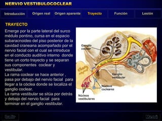 Emerge por la parte lateral del surco
médulo pontino, cursa en el espacio
subaracnoideo del piso posterior de la
cavidad craneana acompañado por el
nervio facial con el cual se introduce
en el conducto auditivo interno donde
tiene un corto trayecto y se separan
sus componentes coclear y
vestibular.
La rama coclear se hace anterior ,
pasa por debajo del nervio facial para
llegar a la cóclea donde se localiza el
ganglio coclear.
La rama vestibular se sitúa por detrás
y debajo del nervio facial para
terminar en el ganglio vestibular.
Introducción Origen real Origen aparente Trayecto Función Lesión
TRAYECTO
 