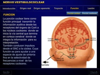 La porción coclear tiene como
función principal transmitir la
información auditiva desde los
receptores del órgano de Corti a
los núcleos cocleares donde se
inicia la vía central que termina
en corteza cerebral donde se
integra la información para su
interpretación.
También conducen impulsos
desde el SNC a la cóclea. Cuya
función es para ayudar a una
especie de ajuste de sintonía
fina en la selectividad de
frecuencias a nivel de los
receptores cocleares.
Introducción Origen real Origen aparente Trayecto Función Lesión
FUNCION
Porción vestibular
Porción coclear
 