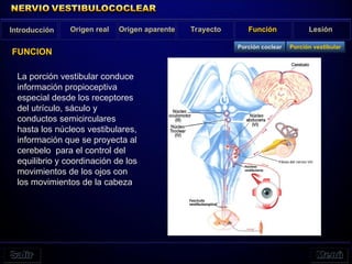 La porción vestibular conduce
información propioceptiva
especial desde los receptores
del utrículo, sáculo y
conductos semicirculares
hasta los núcleos vestibulares,
información que se proyecta al
cerebelo para el control del
equilibrio y coordinación de los
movimientos de los ojos con
los movimientos de la cabeza
Introducción Origen real Origen aparente Trayecto Función Lesión
FUNCION
Porción vestibular
Porción coclear
 