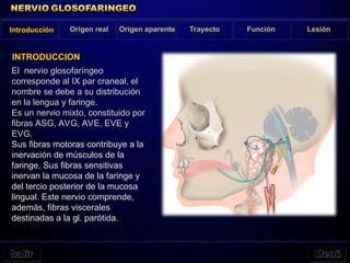 El nervio glosofaríngeo
corresponde al IX par craneal, el
nombre se debe a su distribución
en la lengua y faringe.
Es un nervio mixto, constituido por
fibras ASG, AVG, AVE, EVE y
EVG.
Sus fibras motoras contribuye a la
inervación de músculos de la
faringe. Sus fibras sensitivas
inervan la mucosa de la faringe y
del tercio posterior de la mucosa
lingual. Este nervio comprende,
además, fibras viscerales
destinadas a la gl. parótida.
Introducción Origen real Origen aparente Trayecto Función Lesión
INTRODUCCION
 