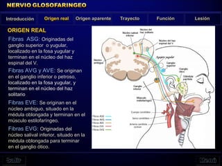 Fibras ASG: Originadas del
ganglio superior o yugular,
localizado en la fosa yugular y
terminan en el núcleo del haz
espinal del V.
Fibras AVG y AVE: Se originan
en el ganglio inferior o petroso,
localizado en la fosa yugular, y
terminan en el núcleo del haz
solitario
Fibras EVE: Se originan en el
núcleo ambiguo, situado en la
médula oblongada y terminan en el
músculo estilofaríngeo.
Fibras EVG: Originadas del
núcleo salival inferior, situado en la
médula oblongada para terminar
en el ganglio ótico.
Introducción Origen real Origen aparente Trayecto Función Lesión
ORIGEN REAL
 