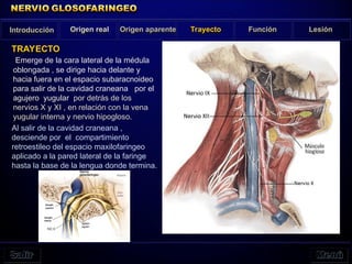 Emerge de la cara lateral de la médula
oblongada , se dirige hacia delante y
hacia fuera en el espacio subaracnoideo
para salir de la cavidad craneana por el
agujero yugular por detrás de los
nervios X y XI , en relación con la vena
yugular interna y nervio hipogloso.
Introducción Origen real Origen aparente Trayecto Función Lesión
TRAYECTO
Al salir de la cavidad craneana ,
desciende por el compartimiento
retroestileo del espacio maxilofaringeo
aplicado a la pared lateral de la faringe
hasta la base de la lengua donde termina.
 