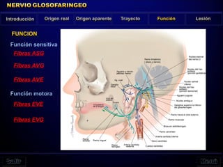Introducción Origen real Origen aparente Trayecto Función Lesión
FUNCION
Fibras ASG
Fibras AVG
Fibras AVE
Fibras EVE
Fibras EVG
Función sensitiva
Función motora
 