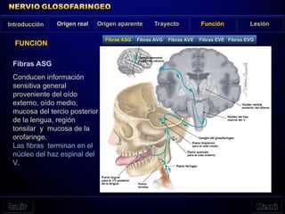 Introducción Origen real Origen aparente Trayecto Función Lesión
FUNCION
Fibras ASG
Conducen información
sensitiva general
proveniente del oído
externo, oído medio,
mucosa del tercio posterior
de la lengua, región
tonsilar y mucosa de la
orofaringe.
Las fibras terminan en el
núcleo del haz espinal del
V.
Fibras ASG Fibras AVG Fibras AVE Fibras EVE Fibras EVG
 