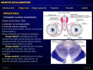 Introducción Origen real Trayecto Función Lesión
Complejo nuclear oculomotor
Origen de las fibras ESG.
ORIGEN REAL
Origen aparente
Localizado en el mesencéfalo
a nivel del colículo superior.
Cerca de la línea media, ventral al conducto
mesencefálico.
Esta constituido por 3 grupos nucleares:
Grupo lateral: Constituido por los
núcleos de origen de las fibras que inervan
ipsilateralmente al músculo oblicuo inferior,
músculos rectos inferior y medial.
Grupo medial: Constituido por el núcleo
de origen de las fibras que inervan
contralateralmente del músculo recto
superior.
Grupo central: Constituido por el núcleo
de origen de las fibras que inervan al
músculo elevador del párpado superior.
 