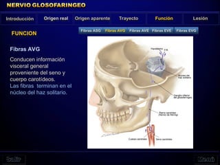 Introducción Origen real Origen aparente Trayecto Función Lesión
FUNCION
Fibras AVG
Conducen información
visceral general
proveniente del seno y
cuerpo carotídeos.
Las fibras terminan en el
núcleo del haz solitario.
Fibras ASG Fibras AVG Fibras AVE Fibras EVE Fibras EVG
 