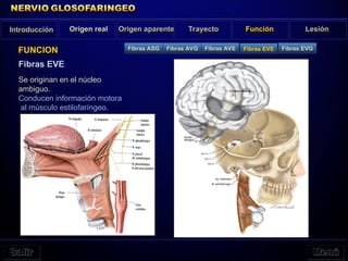 Introducción Origen real Origen aparente Trayecto Función Lesión
FUNCION
Fibras EVE
Se originan en el núcleo
ambiguo.
Conducen información motora
al músculo estilofaríngeo.
Fibras ASG Fibras AVG Fibras AVE Fibras EVE Fibras EVG
 
