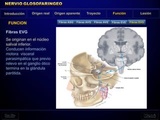 Introducción Origen real Origen aparente Trayecto Función Lesión
FUNCION
Fibras EVG
Se originan en el núcleo
salival inferior.
Conducen información
motora visceral
parasimpática que previo
relevo en el ganglio ótico
termina en la glándula
parótida.
Fibras ASG Fibras AVG Fibras AVE Fibras EVE Fibras EVG
 