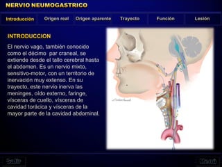 Introducción Origen real Origen aparente Trayecto Función Lesión
INTRODUCCION
El nervio vago, también conocido
como el décimo par craneal, se
extiende desde el tallo cerebral hasta
el abdomen. Es un nervio mixto,
sensitivo-motor, con un territorio de
inervación muy extenso. En su
trayecto, este nervio inerva las
meninges, oído externo, faringe,
vísceras de cuello, vísceras de
cavidad torácica y vísceras de la
mayor parte de la cavidad abdominal.
 