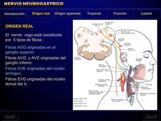 El nervio vago está constituido
por 5 tipos de fibras :
Fibras ASG originadas en el
ganglio superior.
Fibras AVG y AVE originadas del
ganglio inferior.
Fibras EVE originadas del núcleo
ambiguo.
Fibras EVG originadas del núcleo
dorsal del X.
Introducción Origen real Origen aparente Trayecto Función Lesión
ORIGEN REAL
 