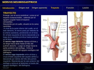 Introducción Origen real Origen aparente Trayecto Función Lesión
TRAYECTO
Emerge por el surco postolivar, cursa en el
espacio subaracnoideo , saliendo por el
agujero yugular hacia el espacio
retroestíleo.
Desciende por el cuello, situado en la vaina
carotídea.
A nivel de la parte inferior del cuello, en el
lado derecho, el nervio pasa por delante de
la arteria subclavia, penetrando en el tórax.
En el lado izquierdo el nervio desciende a lo
largo de la carótida primitiva hasta penetrar
en el tórax.
El nervio vago derecho ingresa al tórax y
se dirige hacia atrás hasta el hilio del
pulmón derecho . Luego se dirige hacia la
parte posterior del esófago . Entra al
abdomen a través del agujero esofágico del
diafragma.
El nervio vago izquierdo entra al tórax y
cruza al lado izquierdo del cayado aórtico y
desciende por detrás del hilio del pulmón
izquierdo. Desciende por la cara anterior del
esófago y entra en el abdomen a través del
agujero esofágico del diafragma.
Nervio
vago
 