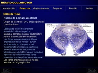 Introducción Origen real Trayecto Función Lesión
Núcleo de Edinger-Westphal
Origen de las fibras EVG preganglionares
parasimpáticas.
ORIGEN REAL
Origen aparente
Localizado en el mesencéfalo
a nivel del colículo superior.
Dorsal al complejo nuclear oculomotor y
ventral el conducto mesencefálico.
Las fibras motoras parasimpáticas
originadas en este núcleo cursan
ventralmente en el espesor del
mesencéfalo uniéndose a las fibras
motoras somáticas, colocándose
lateralmente , de tal forma que cuando el
nervio III es comprimido las fibras
viscerales son las primeras en afectarse.
Las fibras originadas en este núcleo
terminan en el ganglio ciliar.
 