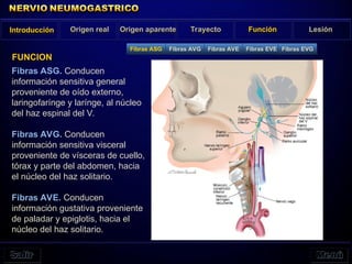 Fibras ASG. Conducen
información sensitiva general
proveniente de oído externo,
laringofarínge y larínge, al núcleo
del haz espinal del V.
Fibras AVG. Conducen
información sensitiva visceral
proveniente de vísceras de cuello,
tórax y parte del abdomen, hacia
el núcleo del haz solitario.
Fibras AVE. Conducen
información gustativa proveniente
de paladar y epiglotis, hacia el
núcleo del haz solitario.
Introducción Origen real Origen aparente Trayecto Función Lesión
FUNCION
Fibras ASG Fibras AVG Fibras AVE Fibras EVE Fibras EVG
 