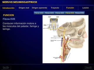Introducción Origen real Origen aparente Trayecto Función Lesión
FUNCION
Fibras ASG Fibras AVG Fibras AVE Fibras EVE Fibras EVG
Fibras EVE
Conducen información motora a
los músculos del paladar, faringe y
laringe.
 