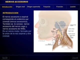 Introducción Origen real Origen aparente Trayecto Función Lesión
INTRODUCCION
El nervio accesorio o espinal
corresponde al undécimo par
craneal (nervus accesorius).
También se le conoce nervio
accesorio del nervio vago y
nervio accesorio de Willis.
Es un nervio motor, formado por
la unión de la raíz espinal y otra
craneal.
 