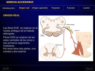 ORIGEN REAL
Introducción Origen real Origen aparente Trayecto Función Lesión
Las fibras EVE se originan en el
núcleo ambiguo de la médula
oblongada .
Fibras ESG se originan de las
astas ventrales de los cinco o
seis primeros segmentos
medulares.
Por tanto tiene dos partes, una
craneal y otra espinal.
 